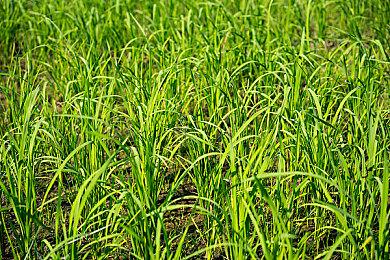 在线服务新作取消后，玩家又开始呼唤《往日不再2》